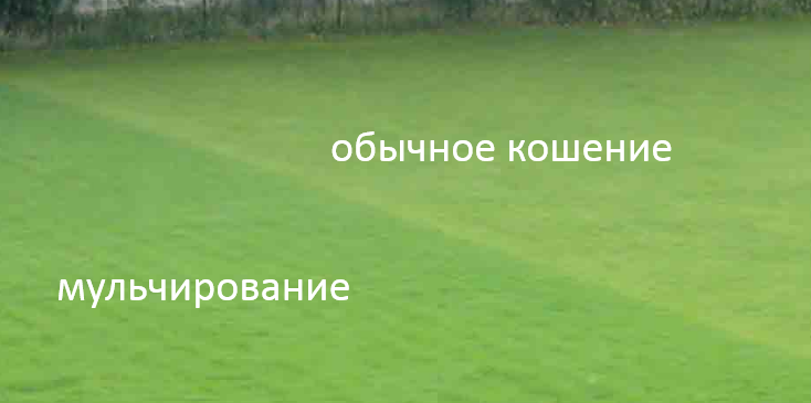Результат мульчирования газонокосилкой МТД